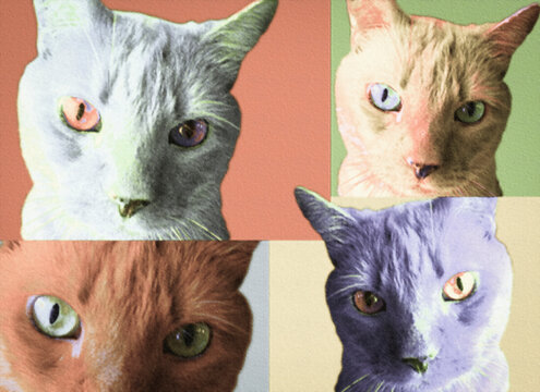 Pop-art cats