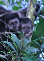 Two Capuchin Monkey siblings in Brazilian Rainforest