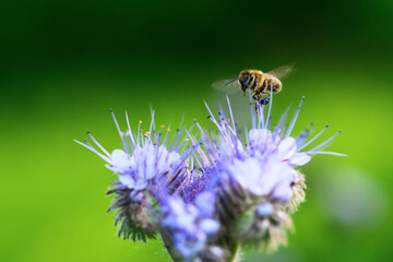 Bee and flower phacelia. Close up flying bee collecting pollen from phacelia on a green background. Phacelia tanacetifolia (lacy). Summer and spring backgrounds