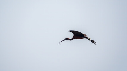 A graceful water bird glossy ibis, latin name Plegadis falcinellus, flying in blue sky