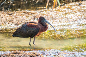 The glossy ibis, latin name Plegadis falcinellus, searching for food in the shallow lagoon.
