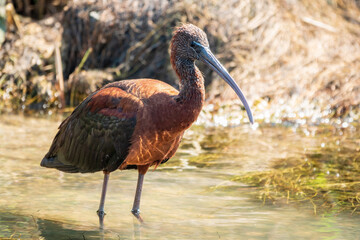 The glossy ibis, latin name Plegadis falcinellus, searching for food in the shallow lagoon.