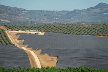 Large solar power plant with large extensions of solar panels between poplar and olive trees in...