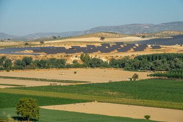 Fototapeta na wymiar Large solar power plant with large extensions of solar panels between poplar and olive trees in Granada (Spain) on a summer morning