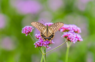 butterfly on flower (Papilio xuthus)