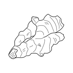 hand drawn Ginger. Ginger linear illustration. Detailed organic product sketch.The best for design logo, menu, label, icon, stamp. vector illustration