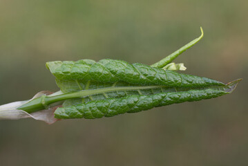 Close up of a green leaf about to unroll and open against a green background