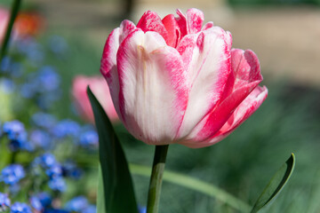 Close up of a pink garden tulip (tulipa gesneriana) flower in bloom