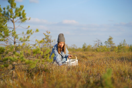 Stylish young woman in hipster hat wearing blue denim trench coat gathers cranberries on autumn swamp. Female picks up berries in basket enjoying spending weekend uniting with nature against blue sky