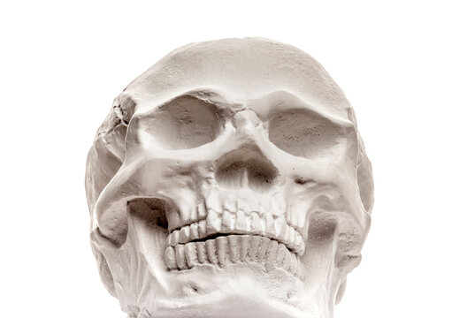 image of skull white background
