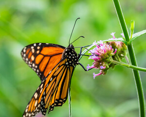 Monarch Butterfly drinking nectar from a pink flower.