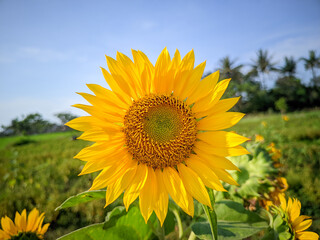 field of sunflowers