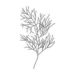 Dill or fennel isolated plant with leaves in Linear. Hand drawn Dill illustration. Detailed fennel organic product sketch. 