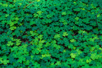 Wood Sorrel