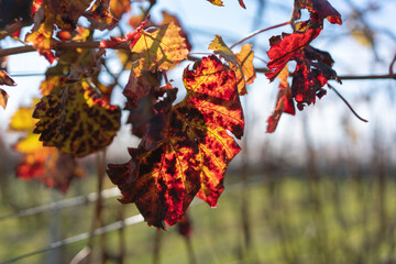 Autumn Vineyard Leaves