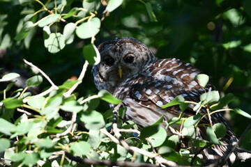 A young juvenile Barred Owl sits perched in a tree eating a leopard frog