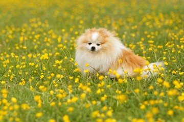 Pomeranian sitting in a buttercup field