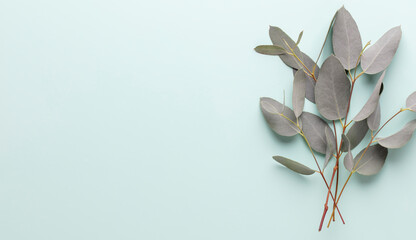 Banner with eucalyptus branches on a blue pastel background. Place for text. © gitusik