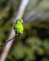 A Plain Parakeet perched on branch. Species Brotogeris chiriri. It is a typical parakeet of the Brazilian forest. Birdwatching. Birding. Parrot.