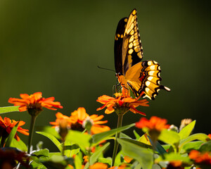 giant swallowtail butterflies feeding on zinnia flowers. shallow depth of field