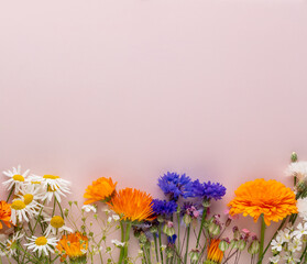 Alternative medicine. Medicinal herbs flowers, on a pastel background. Top view, copy space, banner.