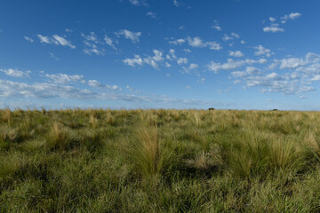 Fototapeta premium Pampas grass landscape, La Pampa province, Patagonia, Argentina.
