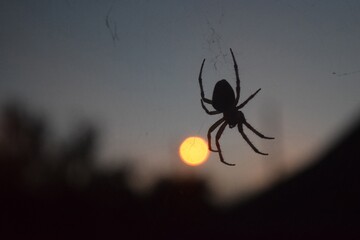 Blurred silhouette of a spider in a web on a blurred natural green background. Selective focus. High quality