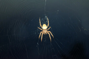 Closeup on a cross spider, also called european garden spider, diadem spider or pumpkin spider