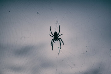 Blurred silhouette of a spider in a web on a blurred natural green background. Selective focus. High quality
