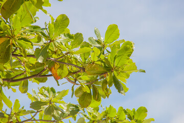 leaves of an almond tree outdoors in Rio de Janeiro, Brazil.