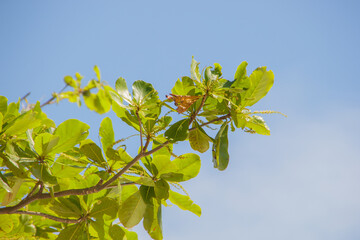 leaves of an almond tree outdoors in Rio de Janeiro, Brazil.