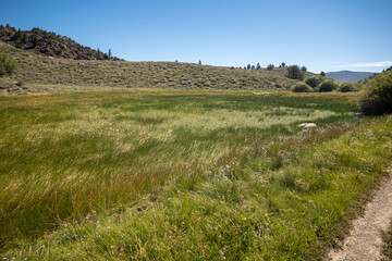 A Beautiful High Mountain Habitat with Scrub Chaparral and Trees in Spring