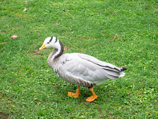Birds in the park. Waterfowl on the lawn. Park area.