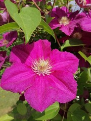 A climbing blooming vine with huge double crimson-red flowers. Clematis Ernest Markham . Nature wallpaper