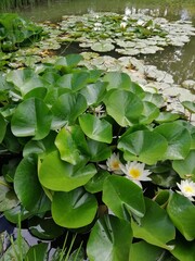 White flowering Nymphaea alba or water lily on the lake . Nature wallpaper - obrazy, fototapety, plakaty