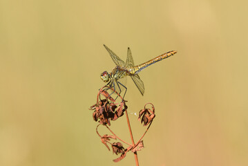 Dragonfly - Sympetrum vulgatum