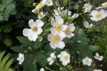  white flowers with yellow stamens. blooming Anemone in a sunny garden. Floral wallpaper.