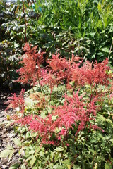 blooming orange Astilbe flowers with fluffy inflorescences in a sunny garden . Floral wallpaper.