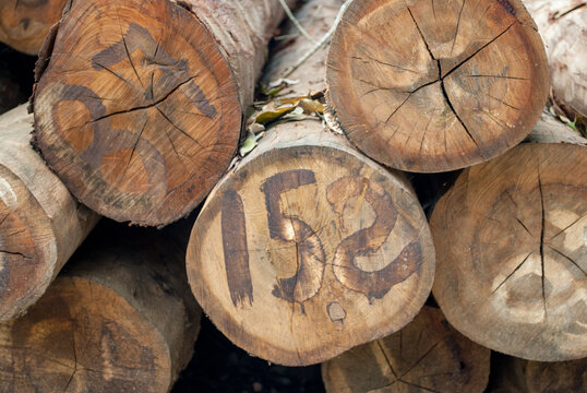 Wooden rolls. Logs cut for construction. Dry wood sticks.

