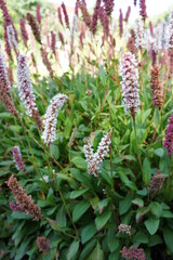 Blooming Persicaria affinis Daijeerling Red with different shades of pink and red inflorescences in a sunny garden . Bright autumn flowers. Floral wallpaper.