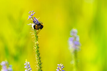 Large bee on a purple flower on yellow backgraound