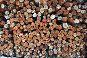 Fototapeta premium Wooden rolls. Logs cut for construction. Dry wood sticks.