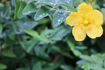 Close-up of single goldencup St. John’s wort flower (Hypericum patulum, yellow mosqueta) covered in water droplets.