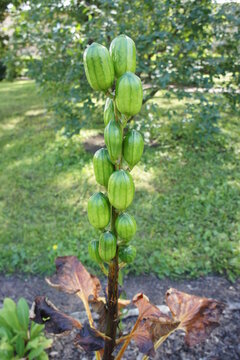 the fruits of the giant lily or Cardiocrinum glehnii in the garden on a flower bed. Floral wallpaper.