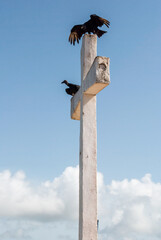 Black birds perching on a white cross. Zamuros. Coragyps atratus