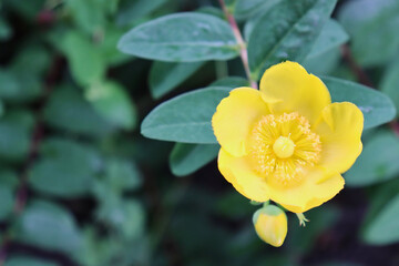 Close-up of goldencup St. John’s wort flower and bud (Hypericum patulum, yellow mosqueta). 