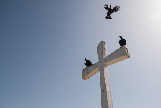 Black birds perching on a white cross. Zamuros. Coragyps atratus