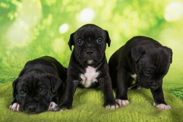 Three Black and white American Staffordshire Terrier dogs or AmStaff puppies on green background