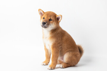 Cute portrait of Red-haired Japanese smiling cute puppy Shiba Inu Dog sitting on isolated white background, front view. Happy pet.