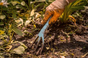 The gardener removes the weed and digs up the black soil.